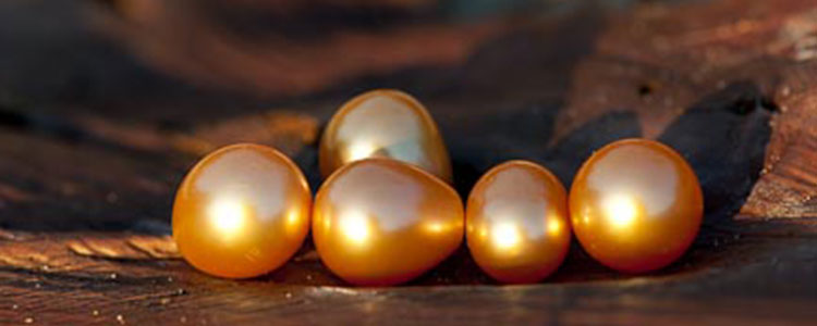 South Sea Pearl Jewellery in best of sea pearls South Sea Pearl Jewellery in best of sea pearls